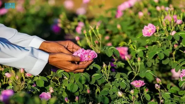 “بساتين الورد بالطائف” .. مكان رائع للإفطار في الهواء الطلق في السعودية
