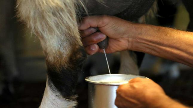 حاله نادرة: ماعز يدر الحليب بعمر اسبوع فى محافظه رفحاء