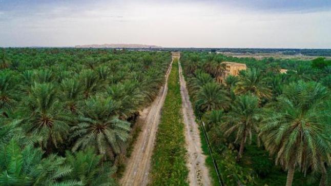 أوامر ملكية بتطوير محافظتي الأحساء والطائف
