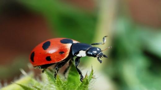 خنفساء تهدد الكرة الأرضية: “ستقضي على 1.4 مليون شجرة”