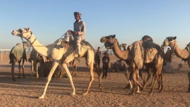 كأس اللجنة الأولمبية والبارالمبية للهجن في تبوك السعودية