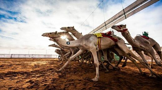 300 مليون ريال جوائز للفائزين في مهرجان الملك عبد العزيز للإبل